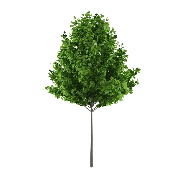 Albero isolato. Acero Acer rubrum — Foto Stock