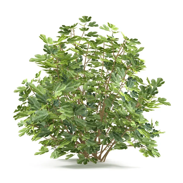 Växt buske isolerade. Ficus carica — Stockfoto