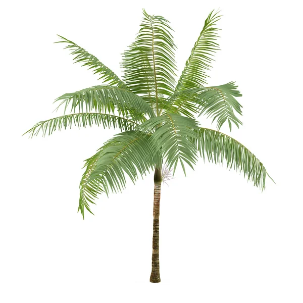 Palme pflanzt Baum isoliert. Diktyosperma Album — Stockfoto