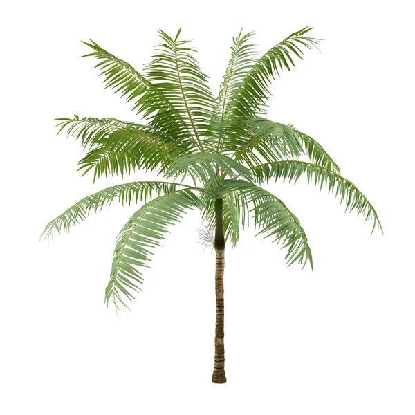 Palmera aislada. Dictyosperma álbum — Foto de Stock