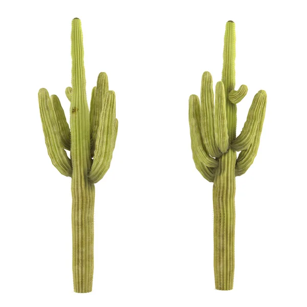 izole bir bitki. carnegiea kızgözü kaktüs