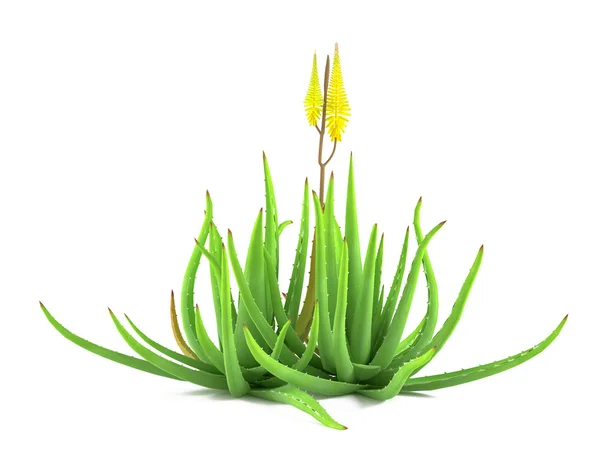 Planta arbusto isolado. Aloe vera — Fotografia de Stock
