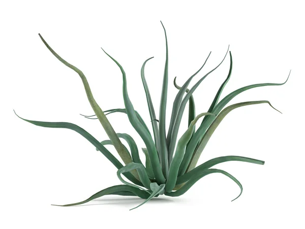 Izole çalı bitki. Agave vilmoriniana — Stok fotoğraf