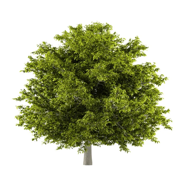 Árvore isolada. Aesculus hippocastanum — Fotografia de Stock