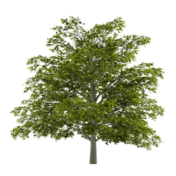 Baum isoliert. Echte Platanoide — Stockfoto