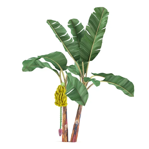 Palme pflanzt Baum isoliert. Musa acuminata Banane — Stockfoto