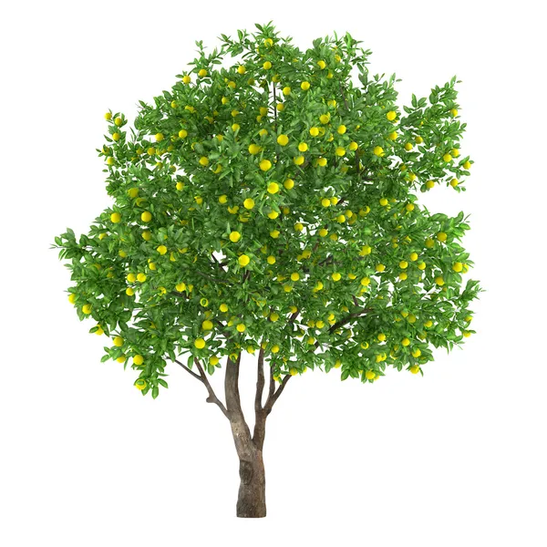 Zitrusfruchtbaum isoliert. Zitrone — Stockfoto