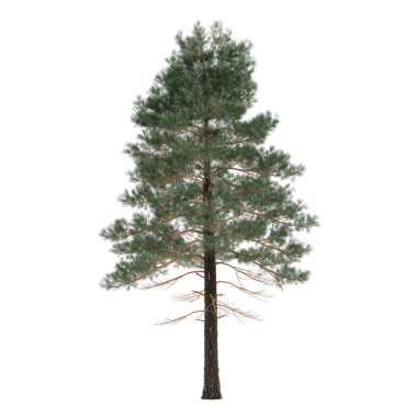 izole çam ağacı. Pinus
