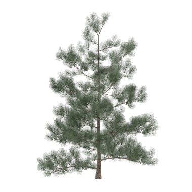 izole çam ağacı. egzotik pinus