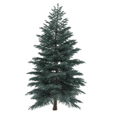 ağaç izole. Pinus sylvestris