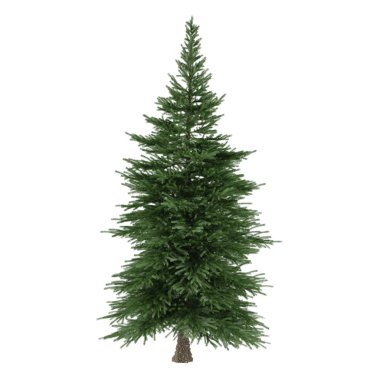 ağaç izole. Picea köknar ağacı