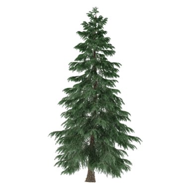 ağaç izole. Pinus köknar ağacı