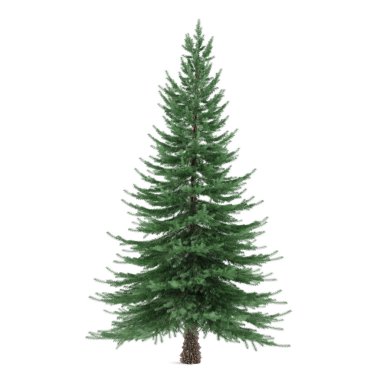 ağaç izole. Picea köknar ağacı