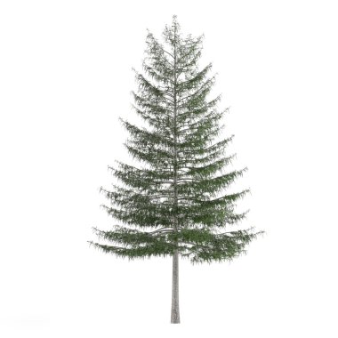 çam ağacı izole. Larix decidua