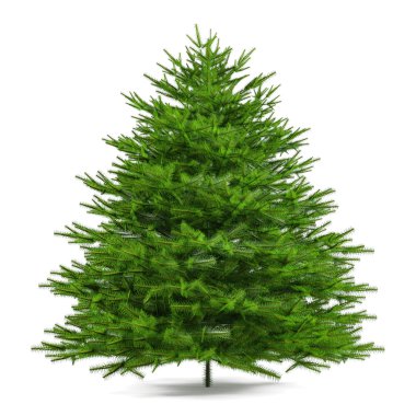 çam ağacı izole. Abies firma