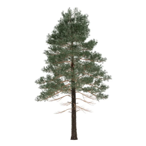 Pino albero isolato. Pinus — Foto Stock