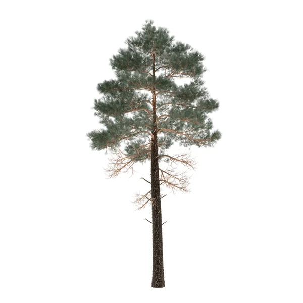 Drzewo sosny na białym tle. Pinus — Zdjęcie stockowe
