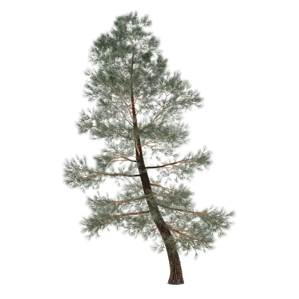 Träd tall isolerade. exotiska pinus — Stockfoto