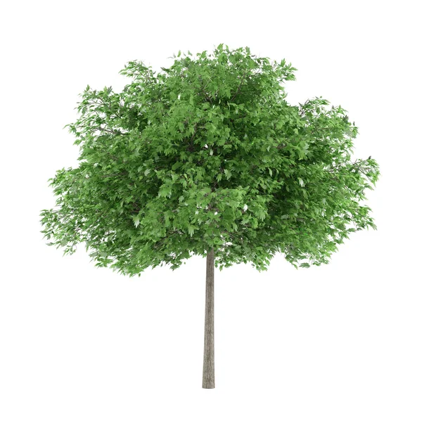 Baum isoliert. Robina pseudoacacacia — Stockfoto