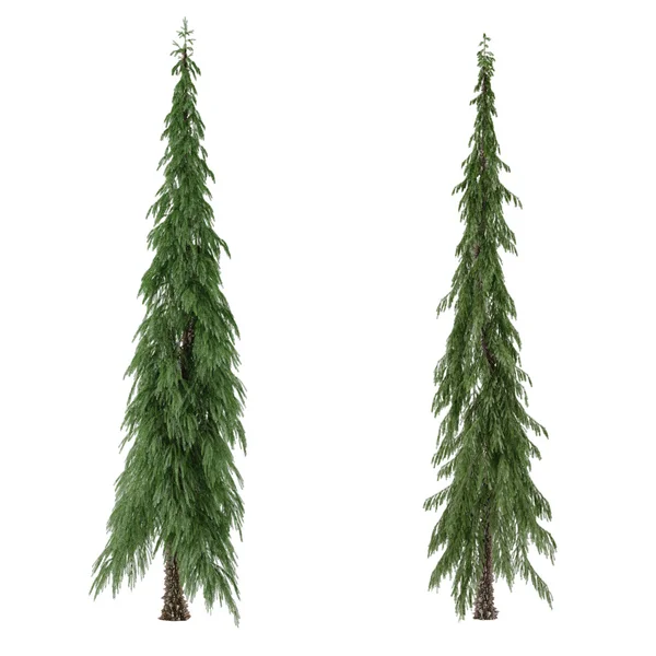 Trädet isolerade. Pinus — Stockfoto