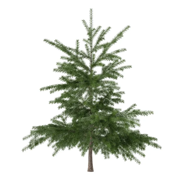 Lite tall träd bush isolerade. Pinus fir tree — Stockfoto