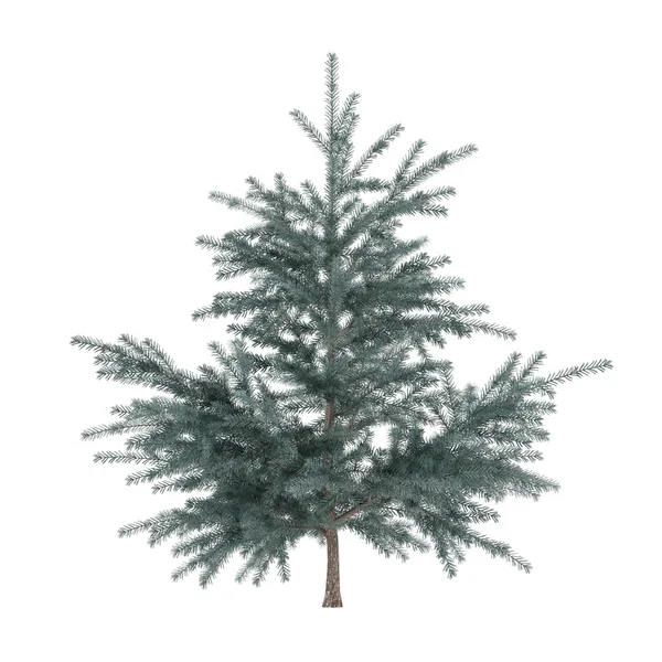 Weinig pine tree bush geïsoleerd. Pinus fir-boom — Stockfoto