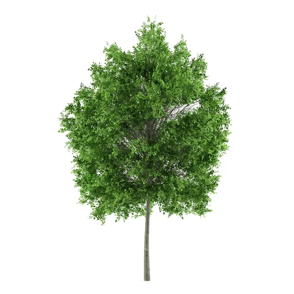Baum isoliert. Limette tilia cordata — Stockfoto