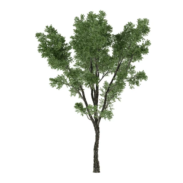 Albero isolato. Lime Tilia cordata — Foto Stock