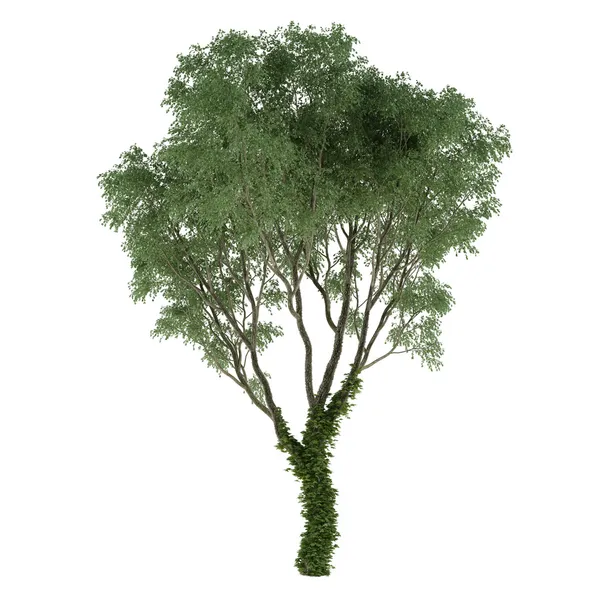 Albero ricoperto d'edera — Foto Stock