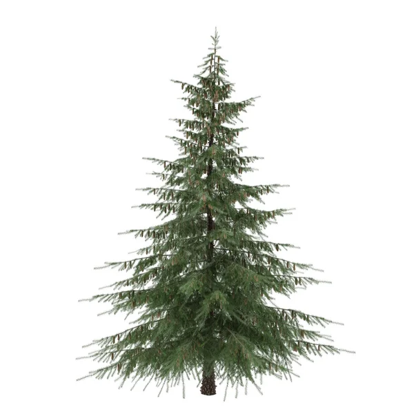 Tree isolated. Picea fir-tree — Stock Photo, Image