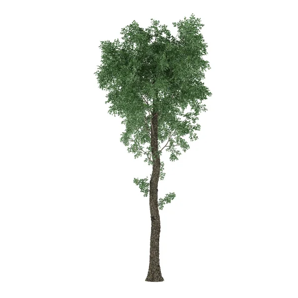 Tree isolated. Populus x canescens — Stock Photo, Image