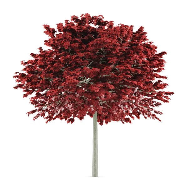 Drzewo na białym tle. Acer platanoides czerwony — Zdjęcie stockowe