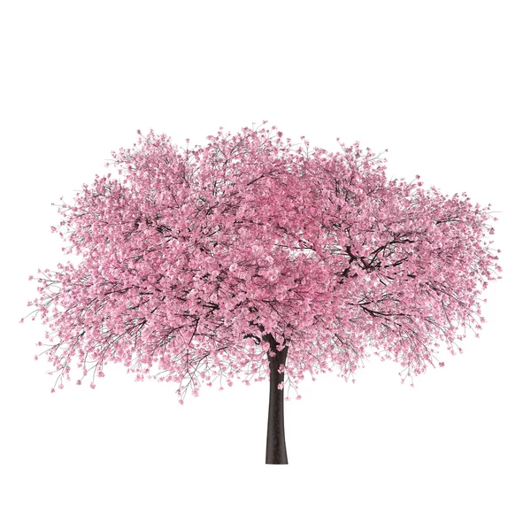 Japan tree sakura isoliert. Prunus cerasus — Stockfoto
