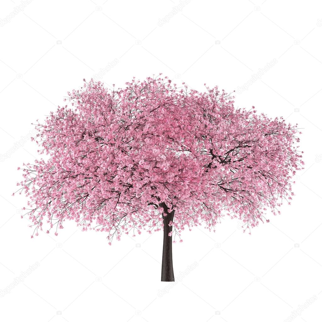 Japan tree sakura isolated. Prunus cerasus