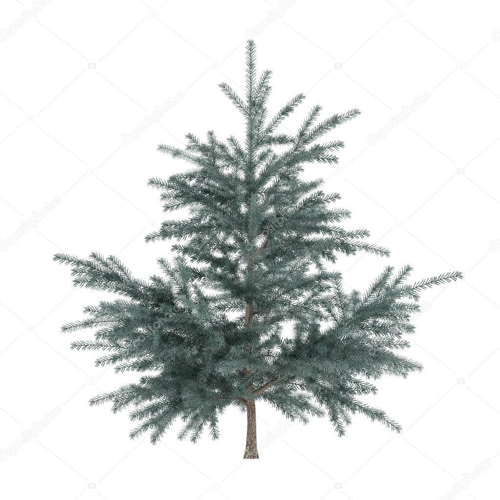 Little pine tree bush isolated. Pinus fir-tree