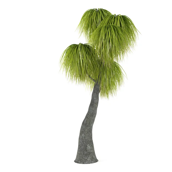Palm tree isolated. Beaucarnea Recurvata — Stock Photo, Image