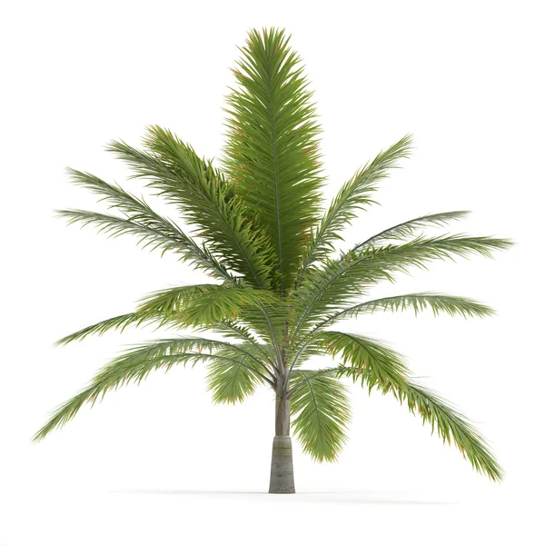 Palme isoliert. Archontophoenix — Stockfoto