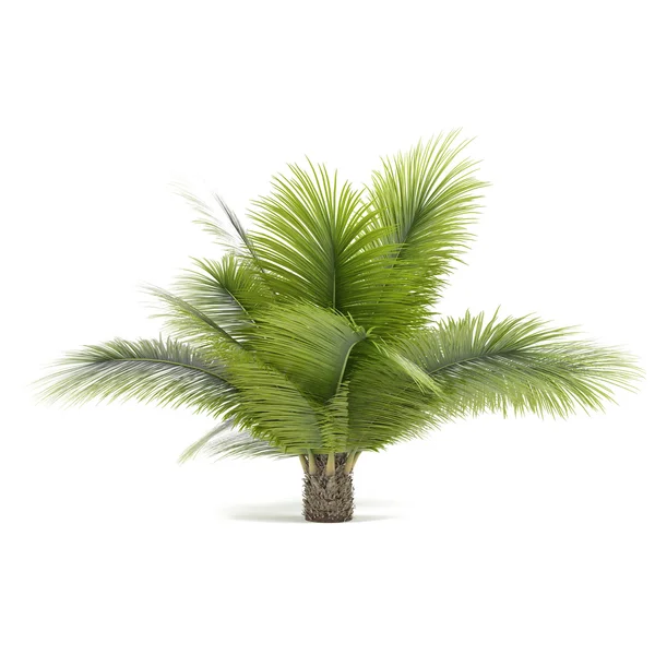 Palmy na białym tle. beccariophoenix — Zdjęcie stockowe