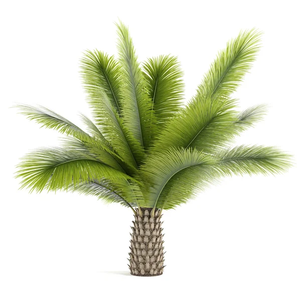 Palm tree isolated. Beccariophoenix — Stock Photo, Image