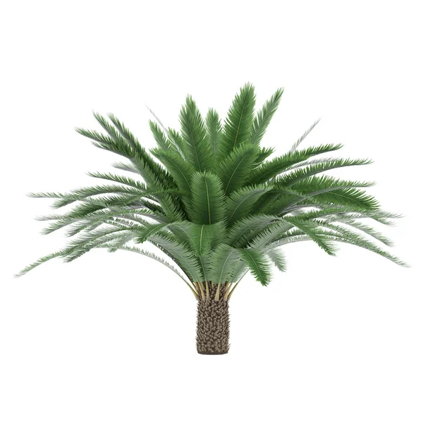 Palmy na białym tle. beccariophoenix — Zdjęcie stockowe
