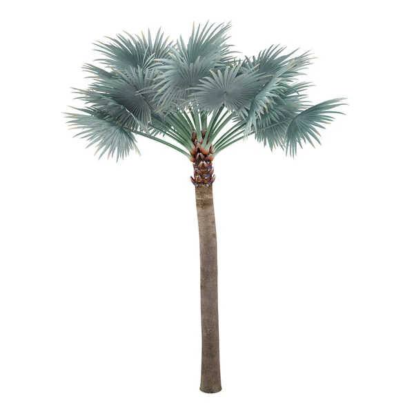 Palme isoliert. Bismarckia nobilis — Stockfoto