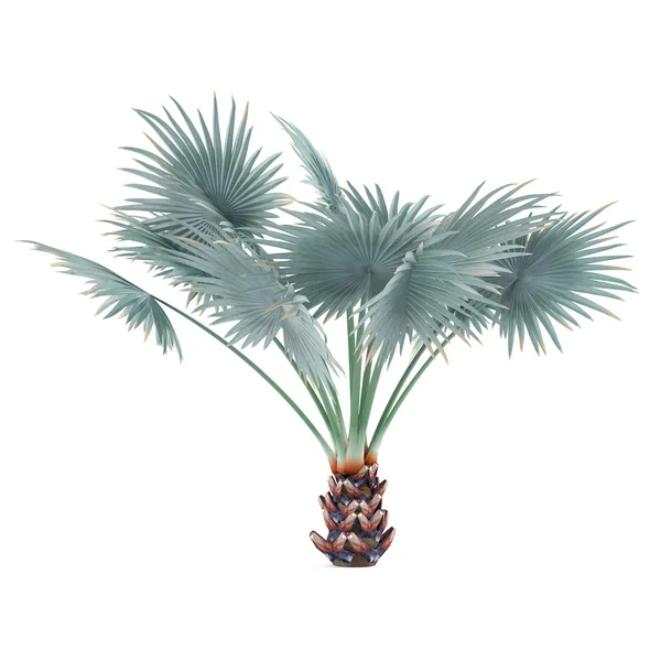 Palme isoliert. Bismarckia nobilis — Stockfoto