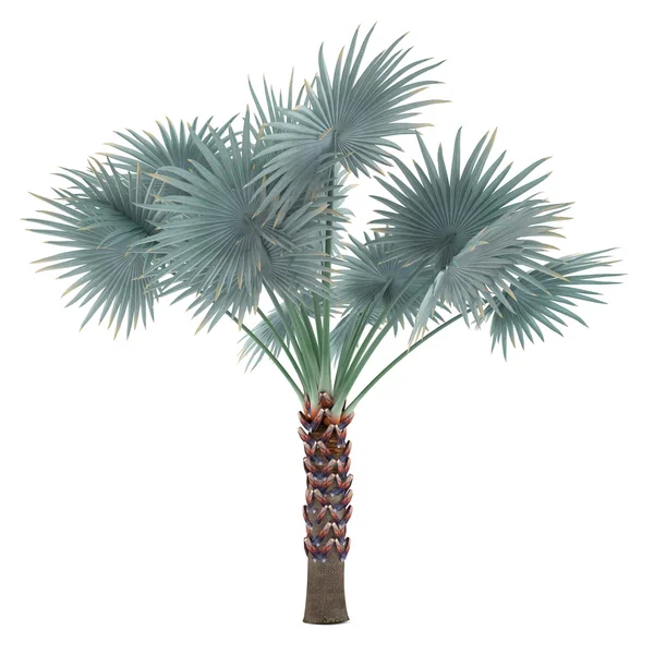 Palme isoliert. Bismarckia nobilis — Stockfoto