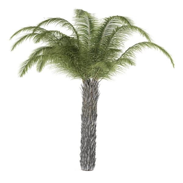 Palm tree isolated. Butia Capitata — Stock Photo, Image