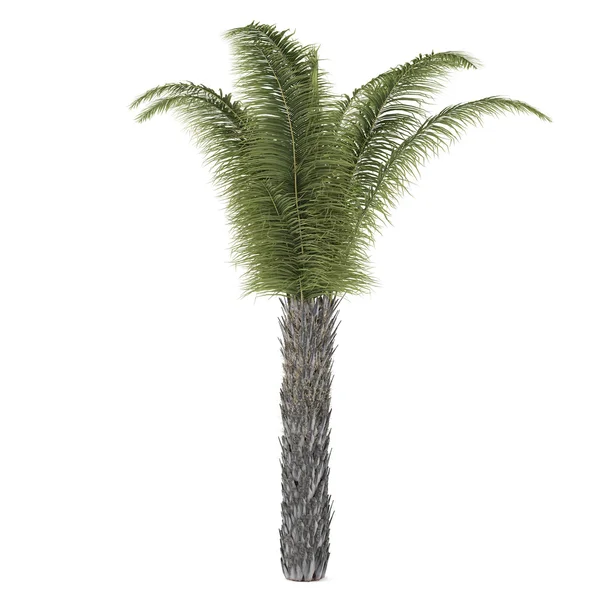 Palm tree isolated. Butia Capitata — Stock Photo, Image