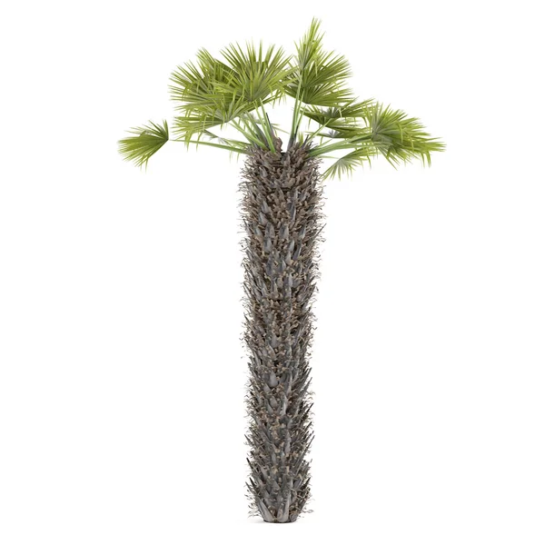 Palme isoliert. Chamaerops humilis — Stockfoto