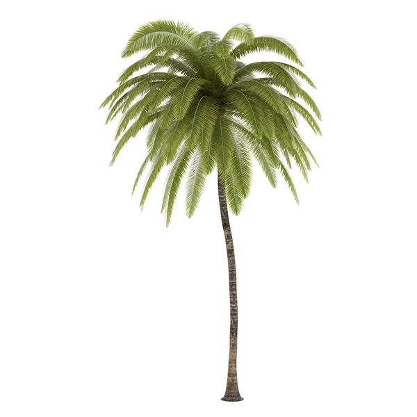Palme isoliert. Cocos nucifera — Stockfoto