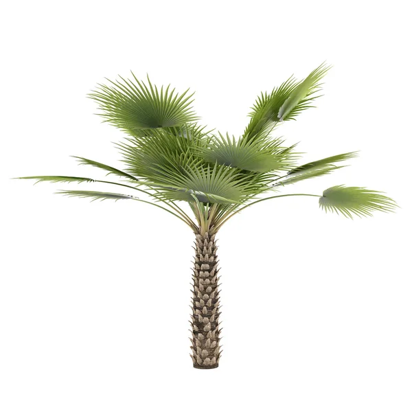 Palm tree isolated. Copernicia — Stock Photo, Image