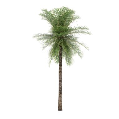 izole palmiye ağacı. elaeis guineensis
