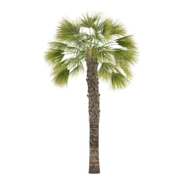 izole palmiye ağacı. Sabal palmetto